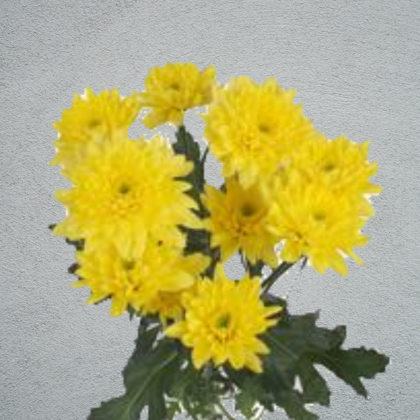 Chrysanthemum Yellow Double Bunch (70cm)(×5 Stems)