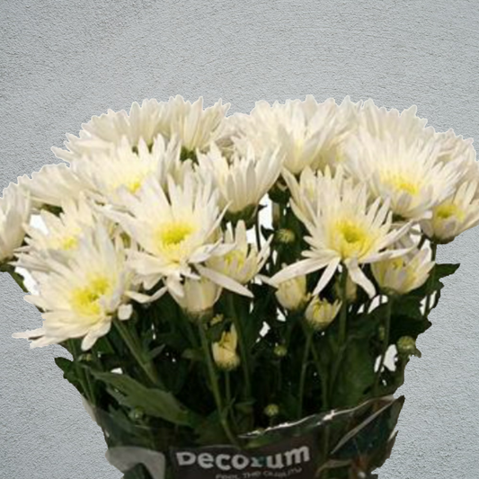 Chrysanthemum Delianne Bunch (70cm)(×5 Stems)