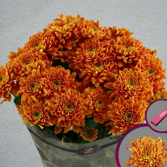 Chrysanthemum Bronze/Brown Double Bunch (70cm)(×5 Stems)