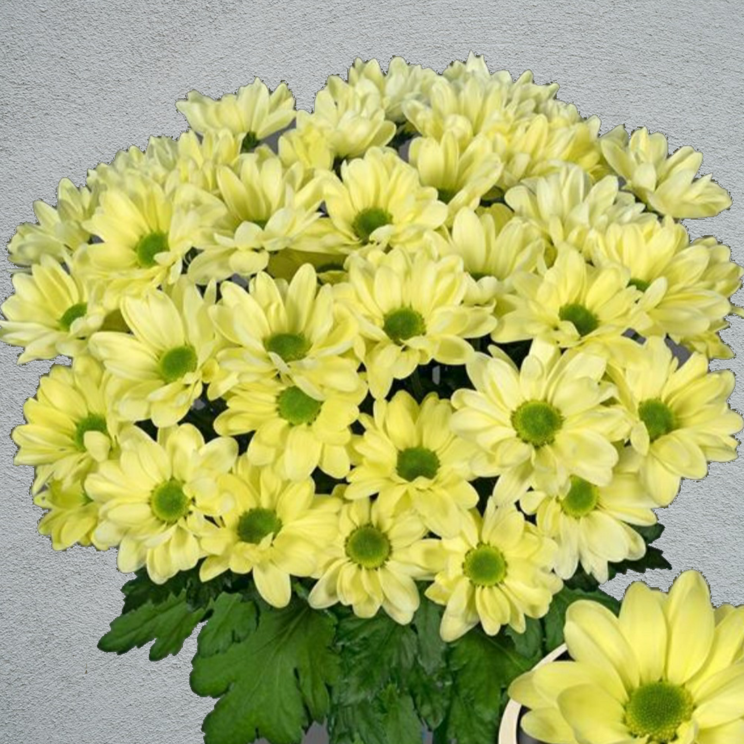 Chrysanthemum Cream Bunch (70cm)(×5 Stems)