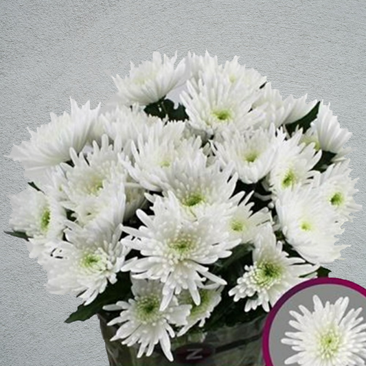 Chrysanthemum Spider Topspin Bunch (70cm)(×5 Stems)