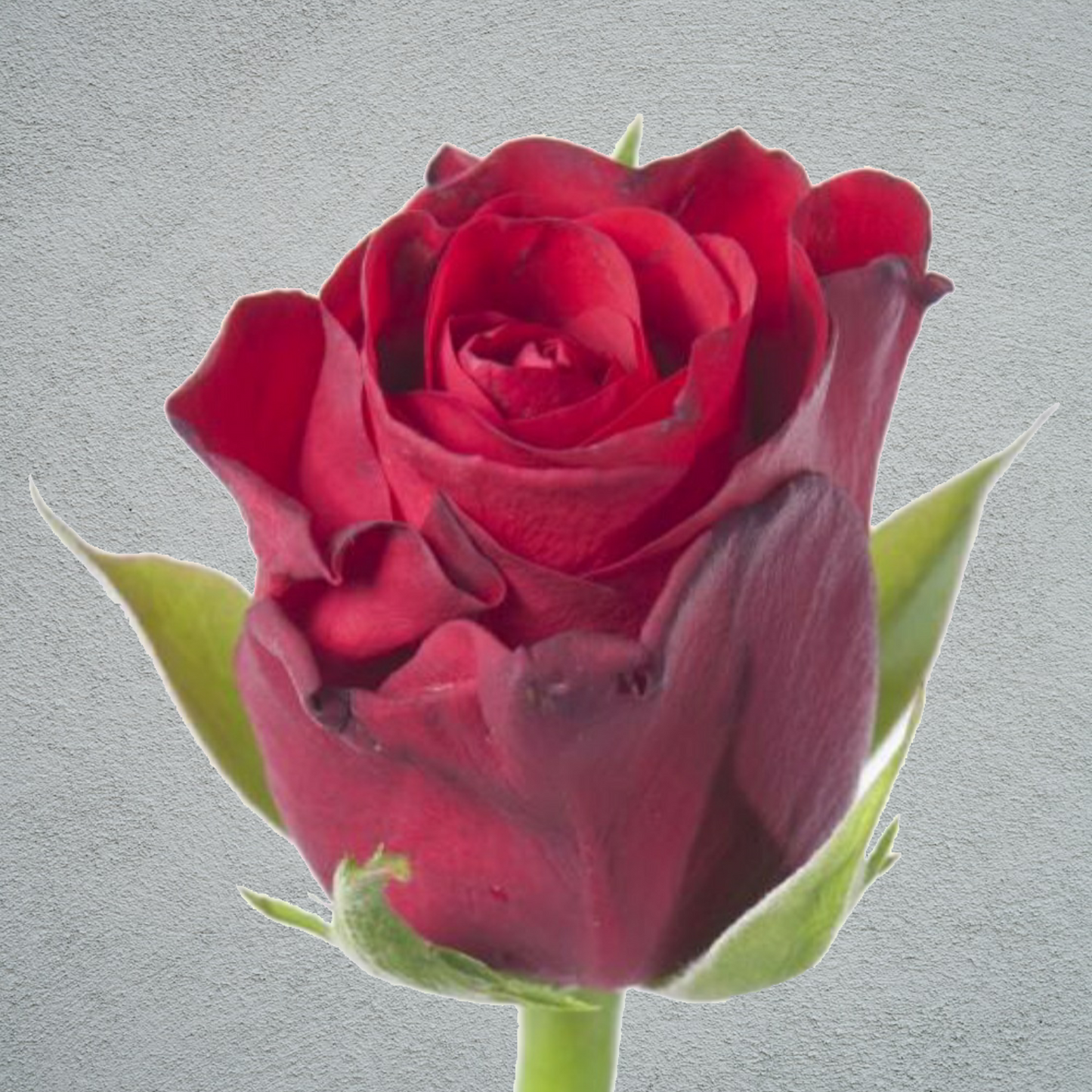 Rose Red Ribbon (×10) 50-60cm