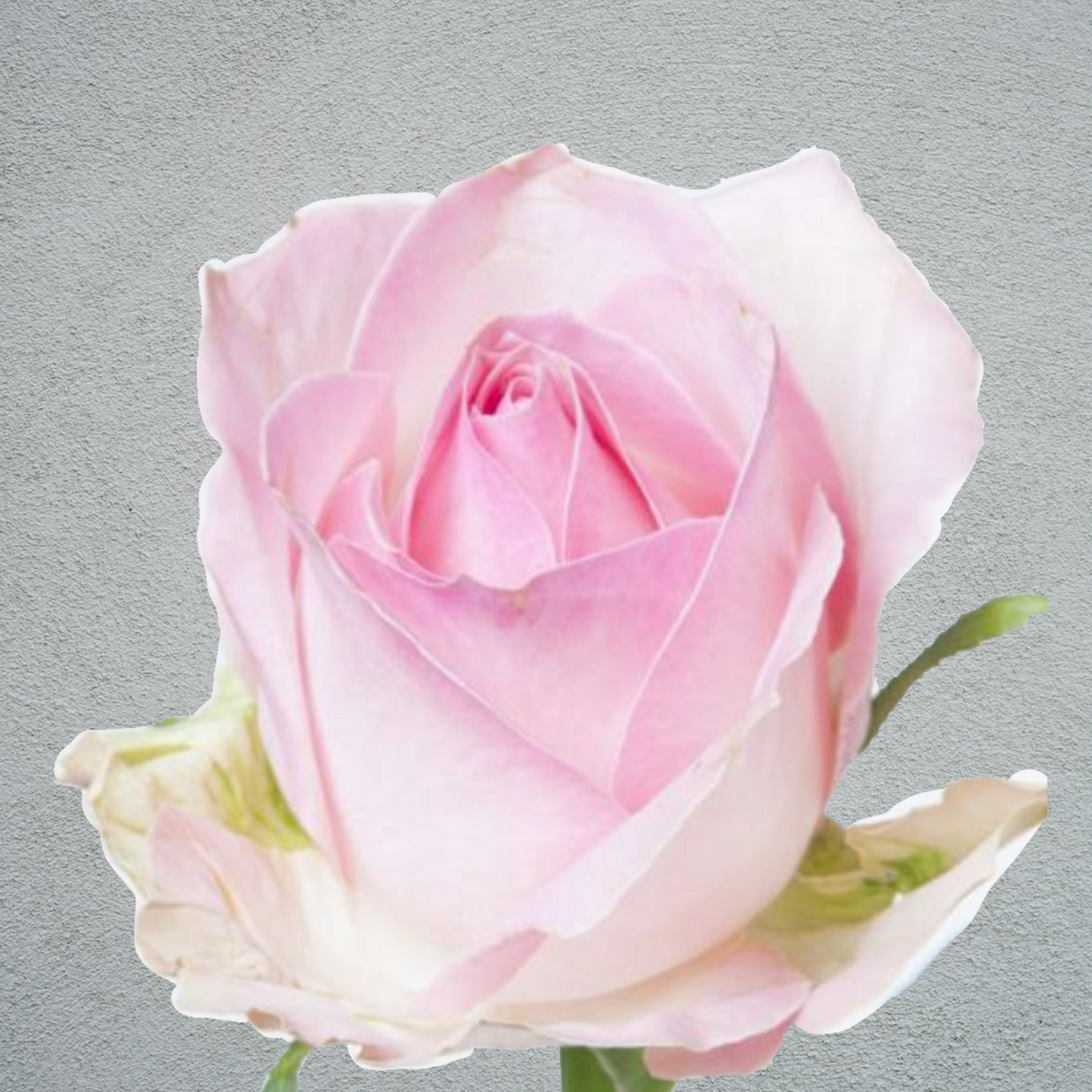Rose Avalanche Sorbet (×10) (50-60cm)