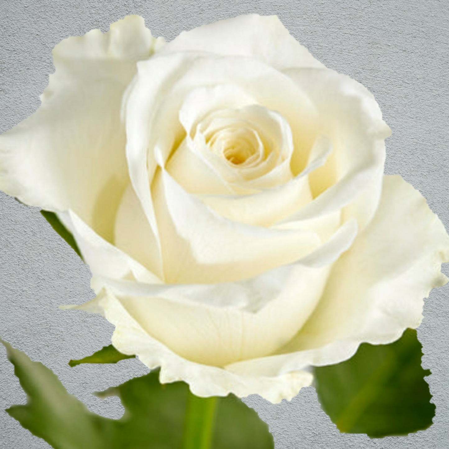 Rose Alpe Duhez White (×10) 50-60cm