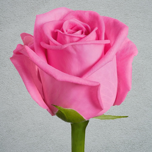 Rose Aqua (×10) (50-60cm)