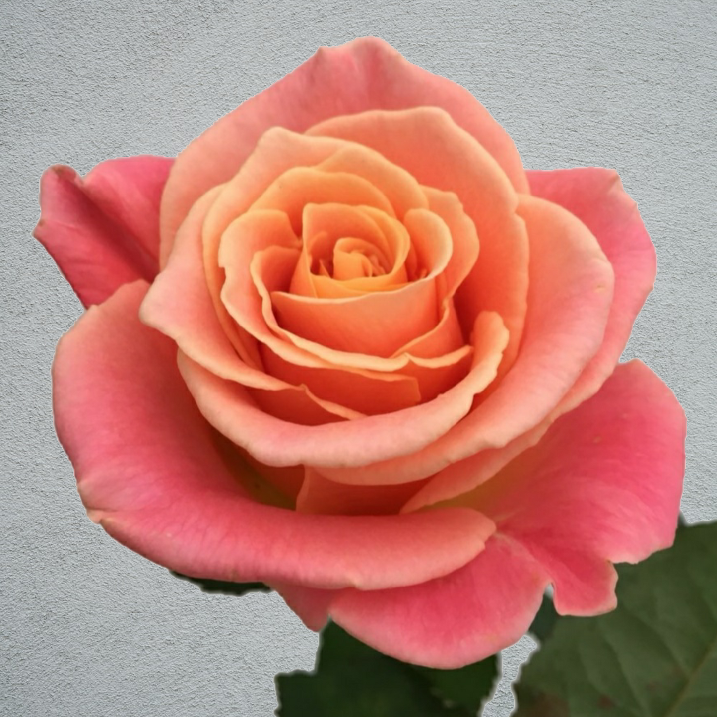 Rose Miss Piggy (×10) (50-60cm)