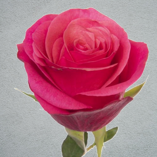 Rose Tacazzi (×10) 50-60cm
