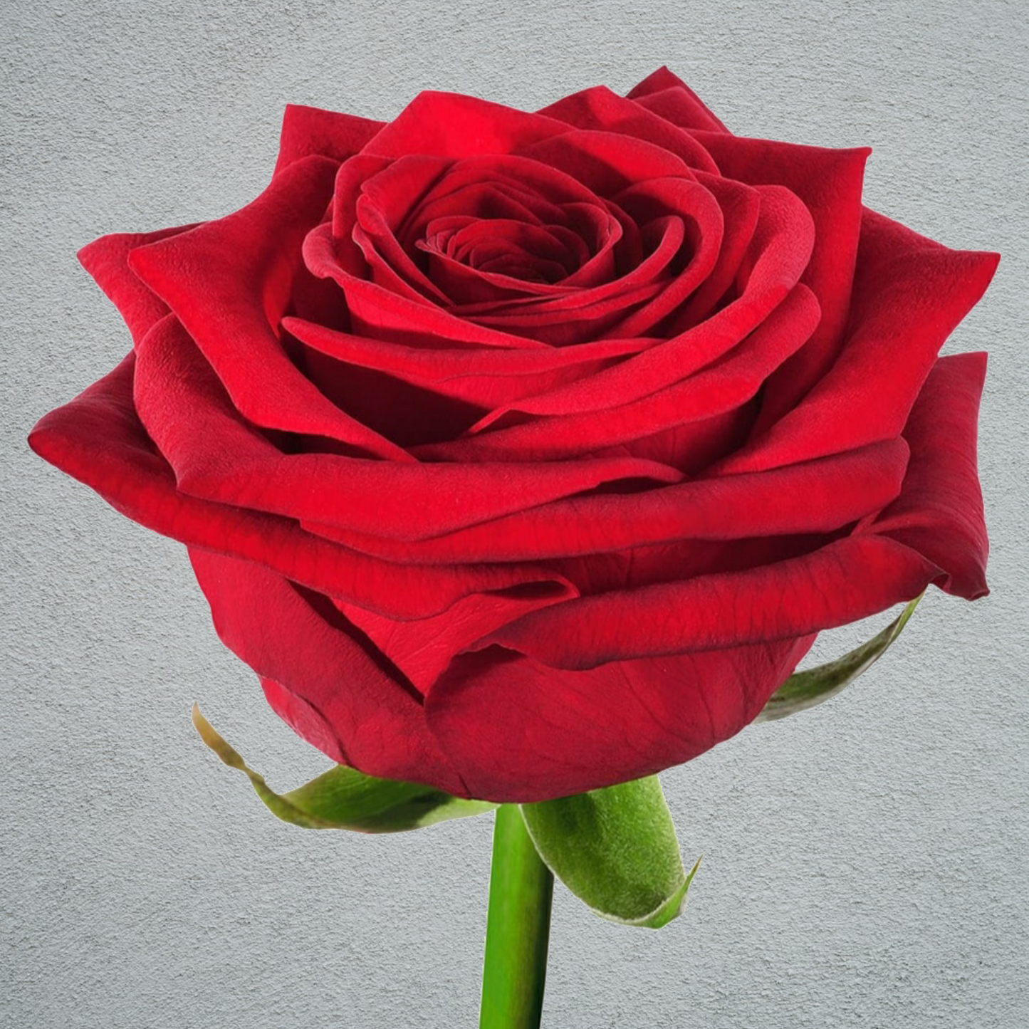 Premium Rose Red Naomi (×10) 60cm