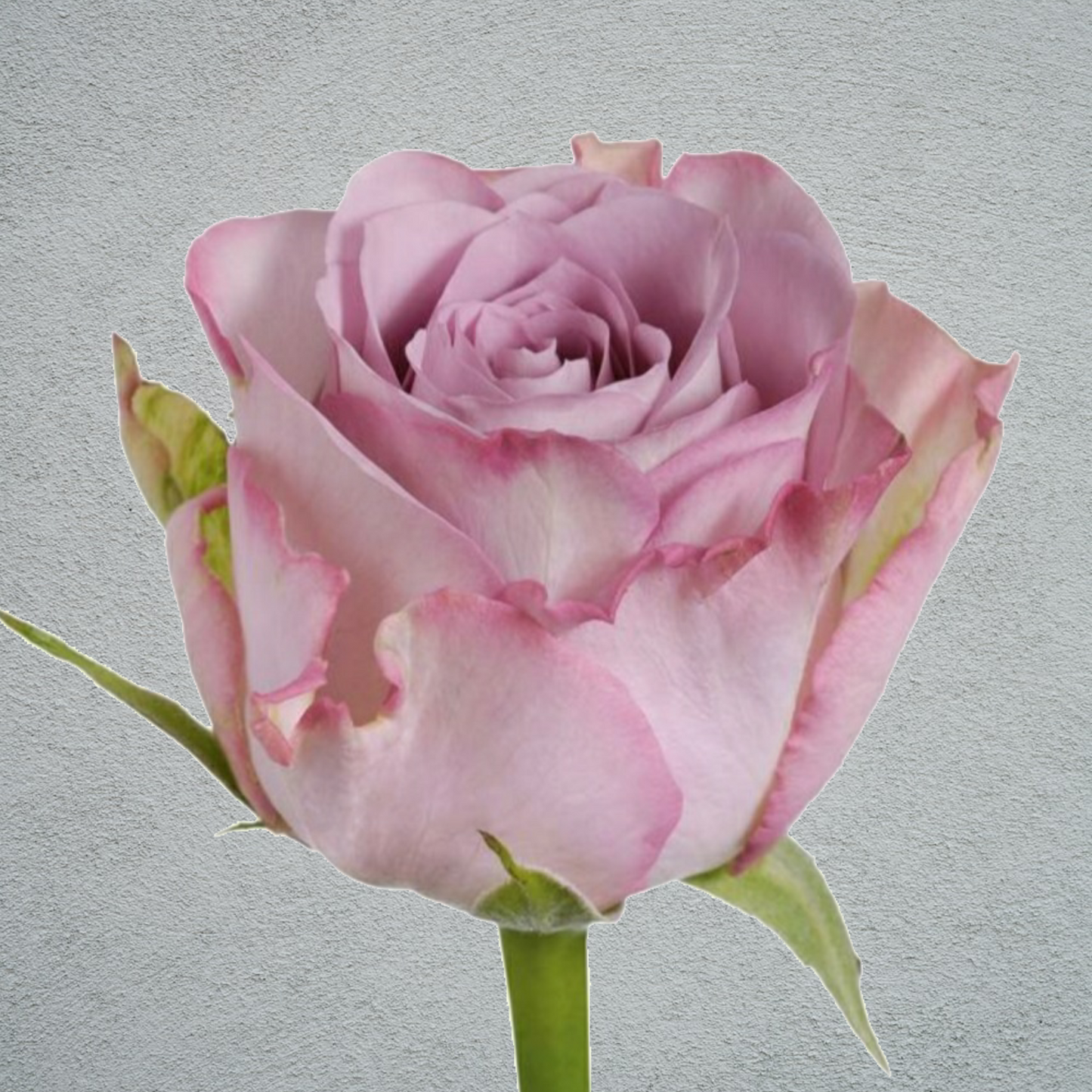 Rose Memory Lane (×10) 50-60cm