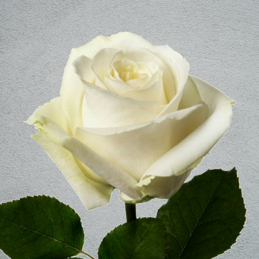 Rose Avalanche Ivory (×10) 50-60cm