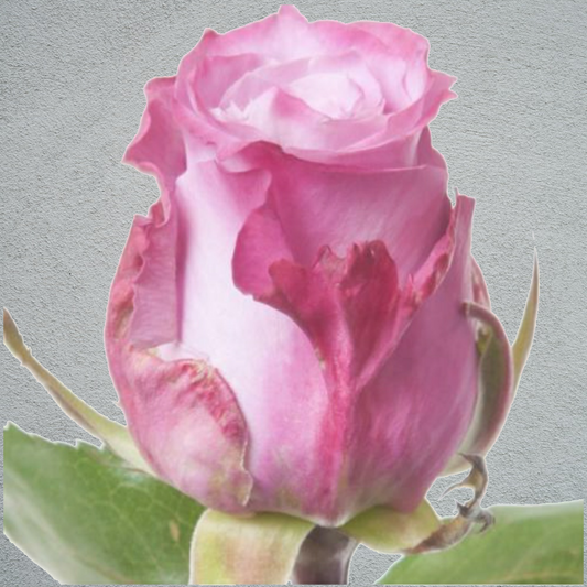 Rose Deep Purple (×10) 50-60cm