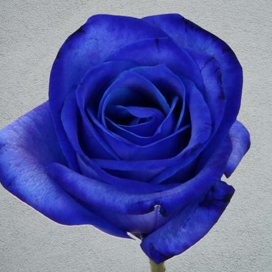 Rose Dyed Blue(×10) 60-70cm