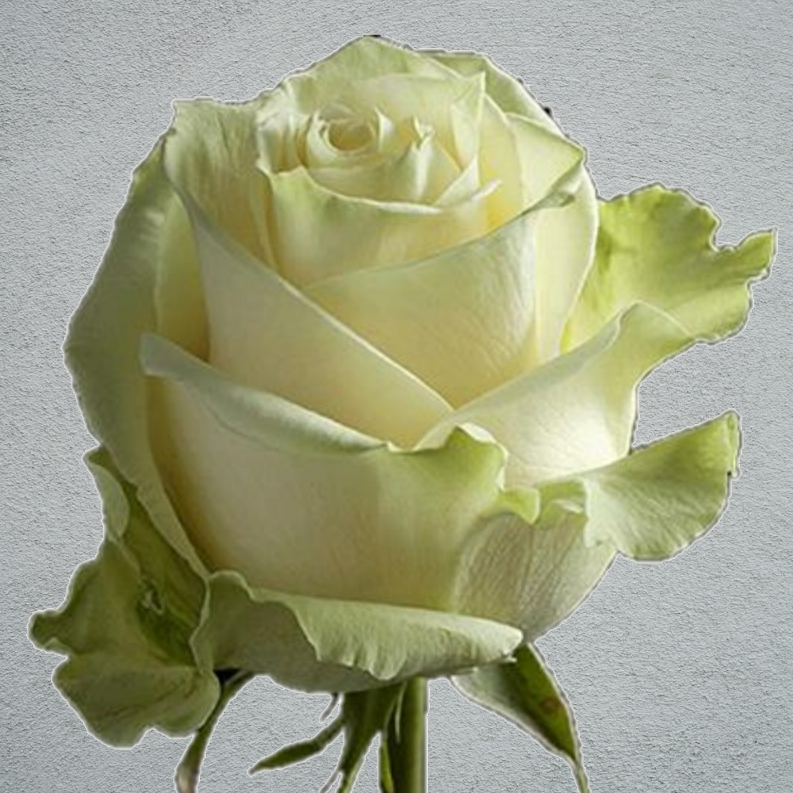 M0ndial Roses Rose White Mondial (20 Stems) 60cm – NS Flowers Webshop