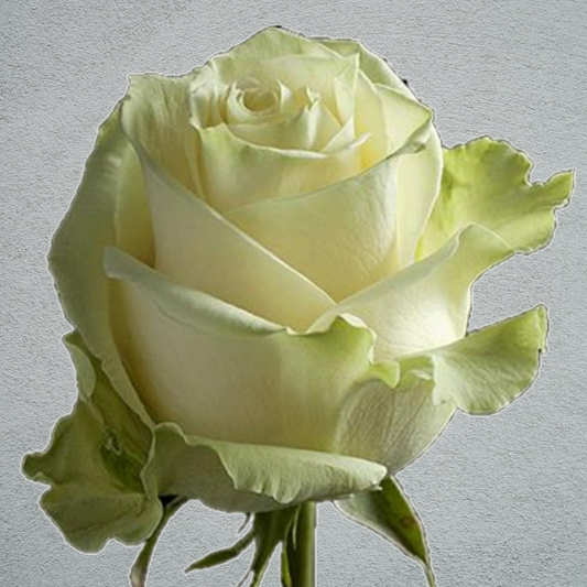 Rose White Mondial (×20) 60cm