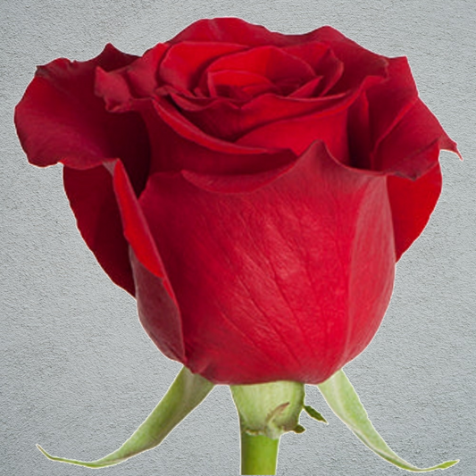 Rose Red Freedom (20 Stems) (60cm)