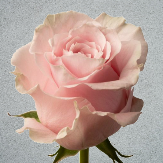 Valentines Day Pink Mondial Roses (x20) (60-70cm)