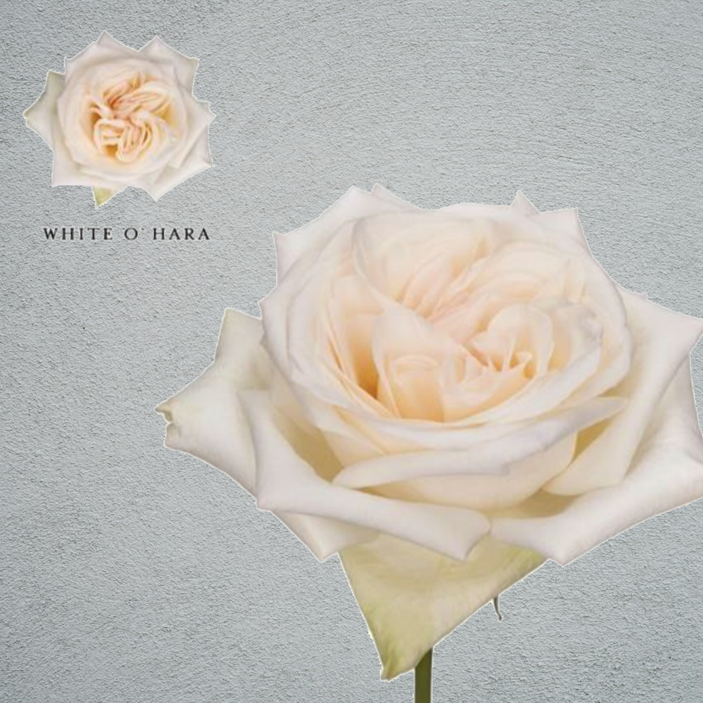 Rose O'Hara White (24 Stems) (50cm)