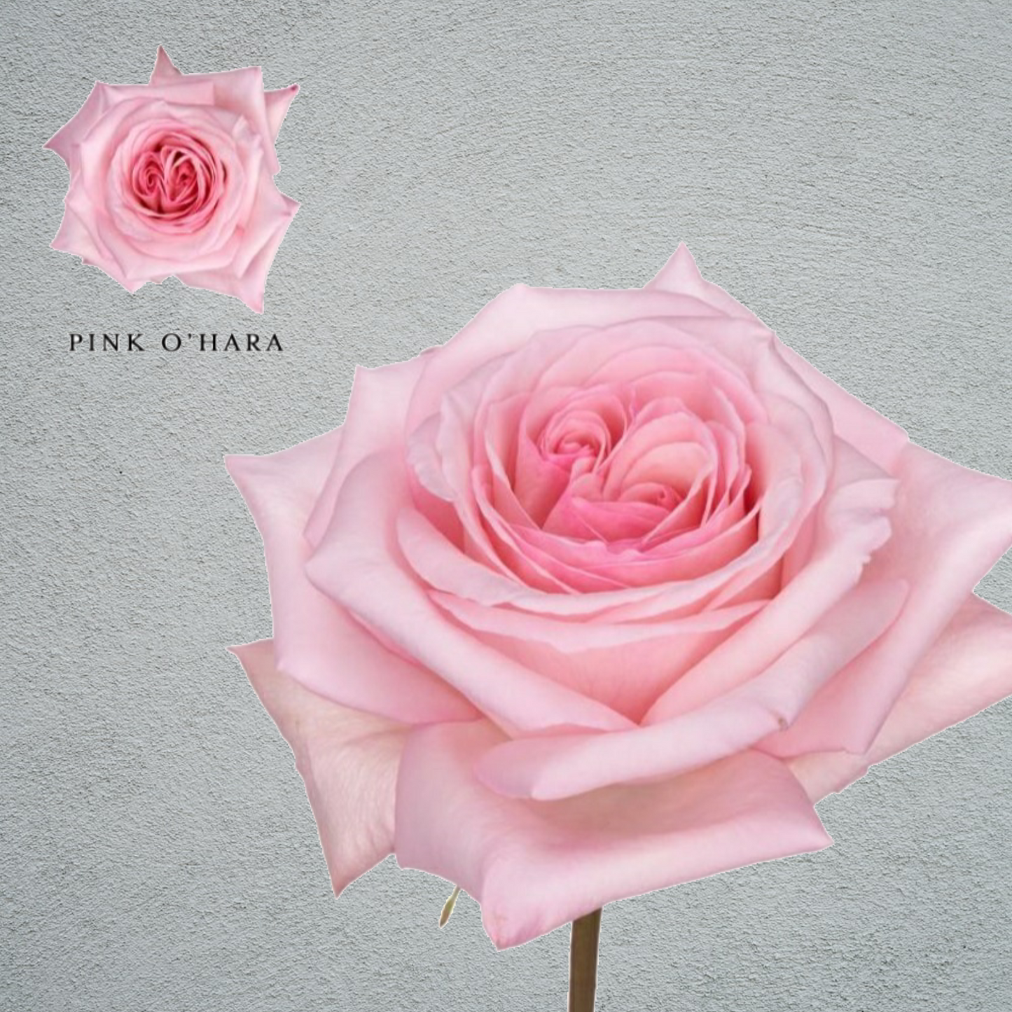 Rose O'Hara Pink (24 Stems) (50cm)
