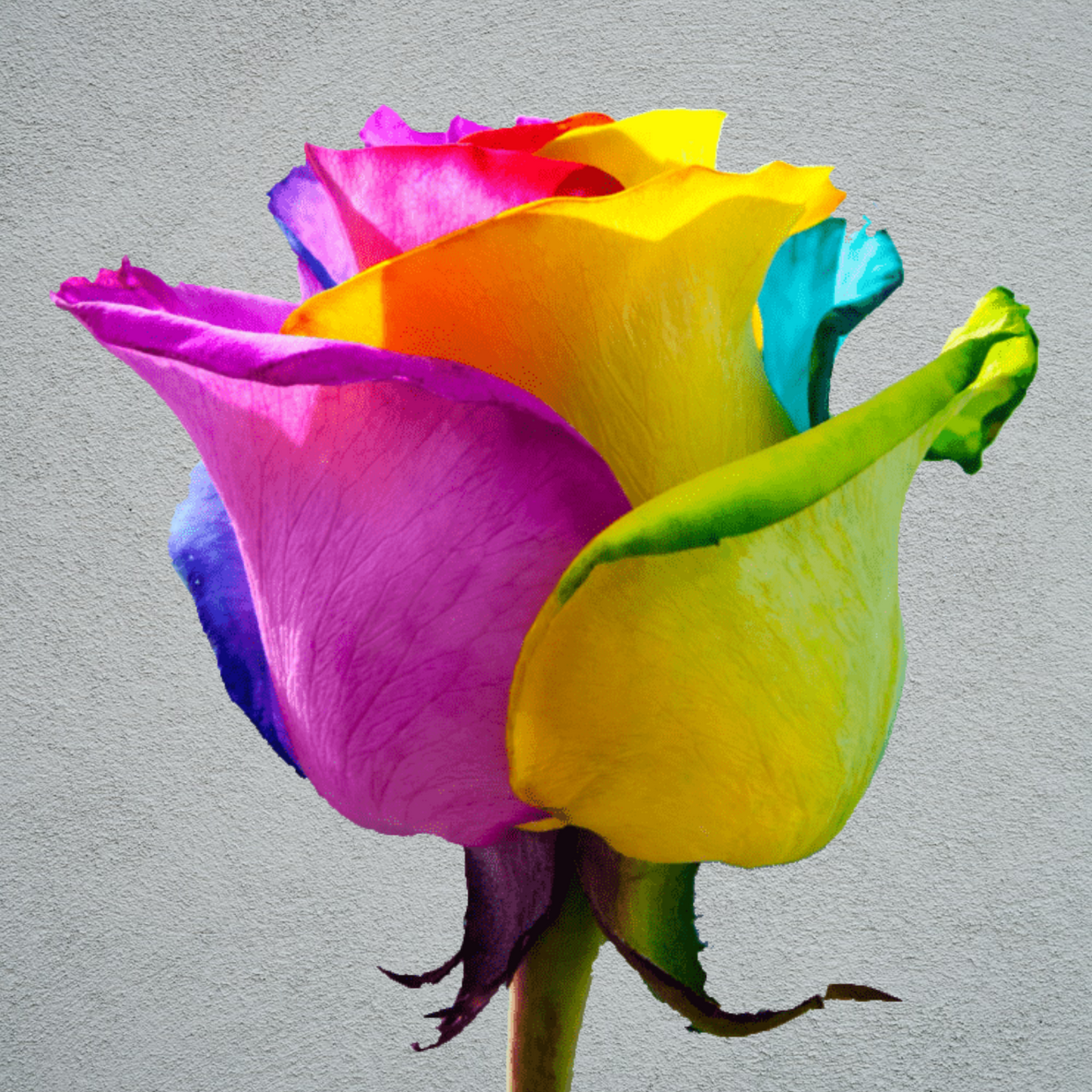Rose Rainbow (20 Stems) (70cm)