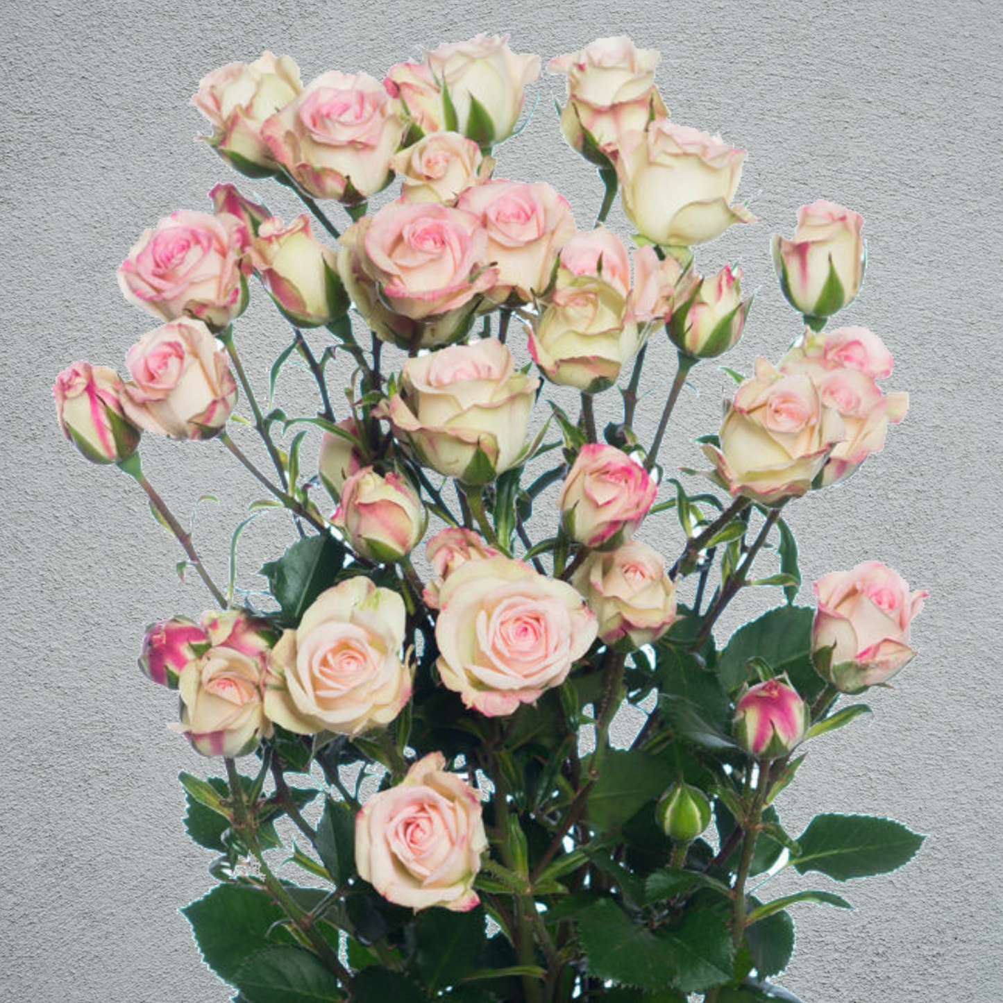 Rose Spray Creamy Twister (5 Heads Per Stem) (×10 Stems) 50-60cm