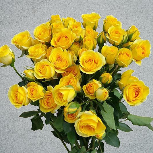 Rose Spray Mariah  (5 Heads Per Stem)  (×10 Stems) 50-60cm