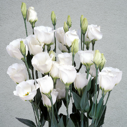 Lisianthus (Eustoma) White (10 Stems) (60-70cm)