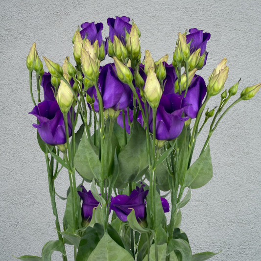 Lisianthus (Eustoma) Purple (10 Stems) (60-70cm)