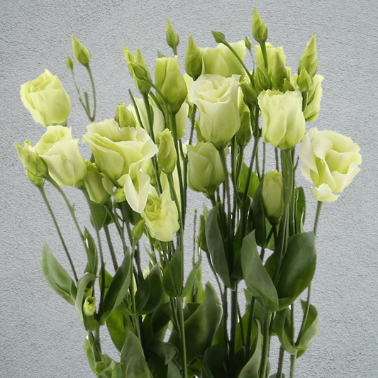 Lisianthus (Eustoma) Green (10 Stems) (60-70cm)