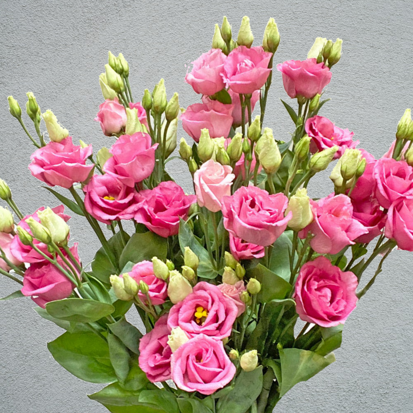 Lisianthus (Eustoma) Pink (10 Stems) (60-70cm)