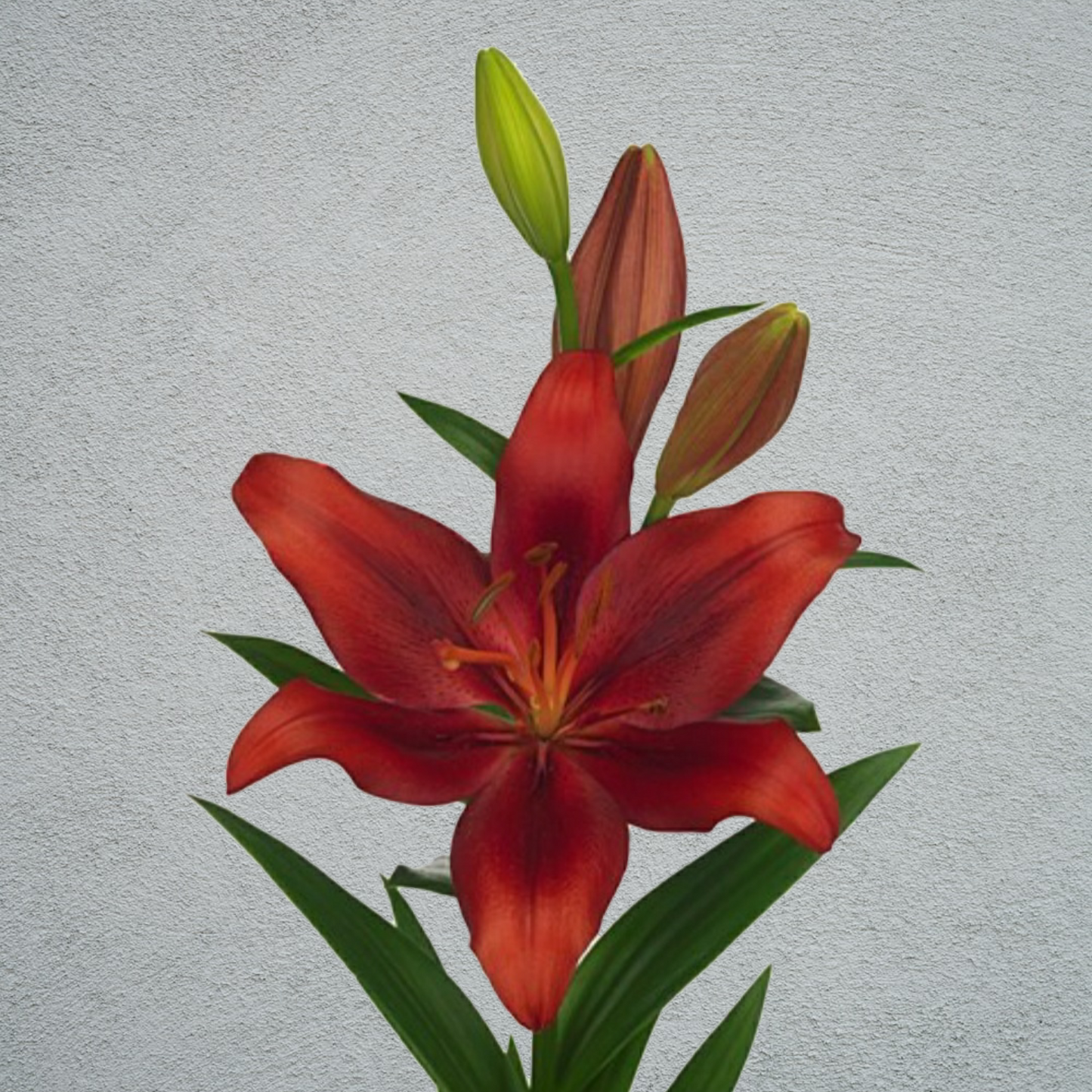 Lily Asiatic Red 80-90cm (10 Stems)