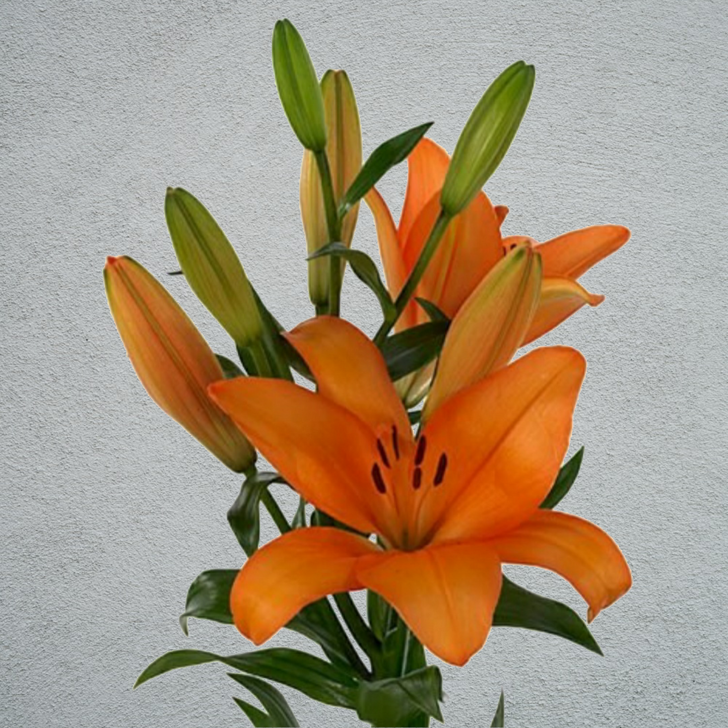Lily Asiatic Orange 80-90cm (10 Stems)