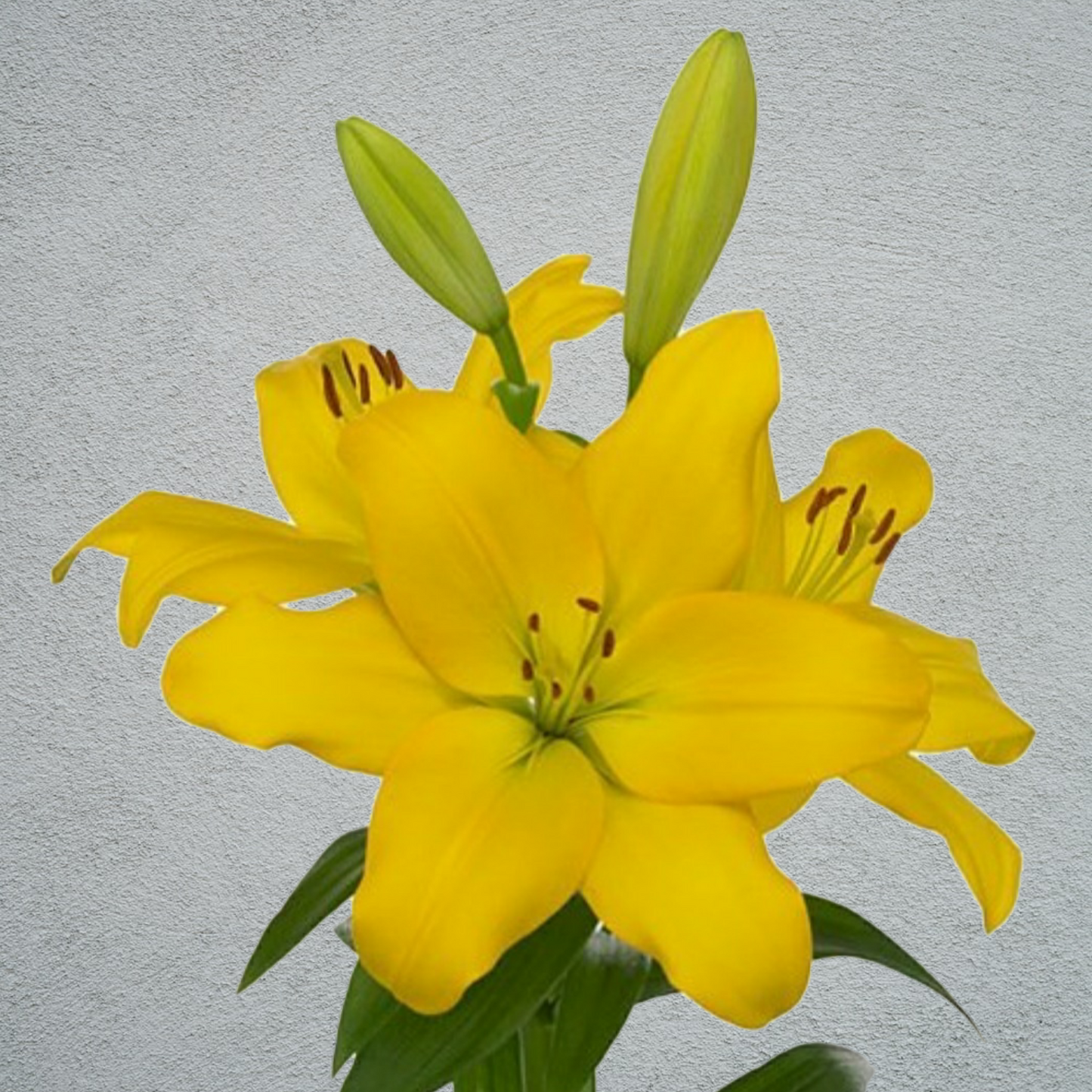 Lily Asiatic Yellow 80-90cm (10 Stems)