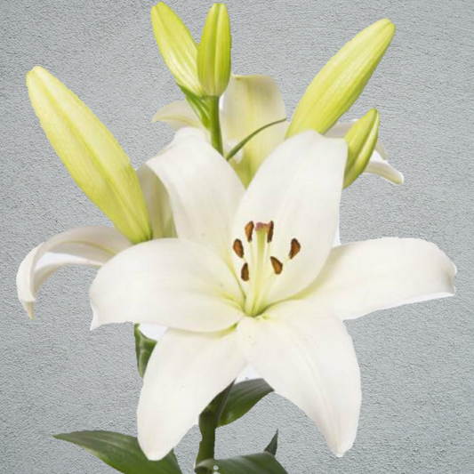 Lily Oriental White 80-90cm (10 Stems)(3+ Heads Per Stem)