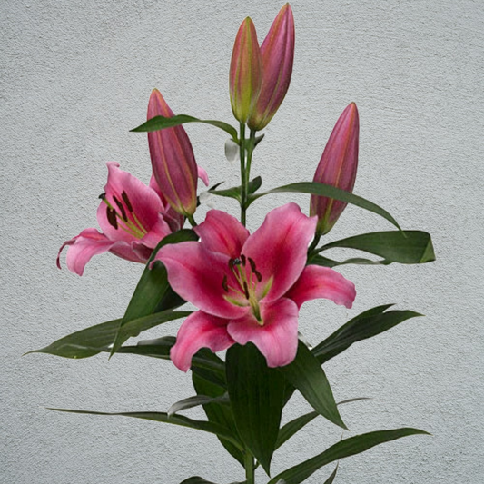 Lily Oriental Pink 80-90cm (10 Stems)