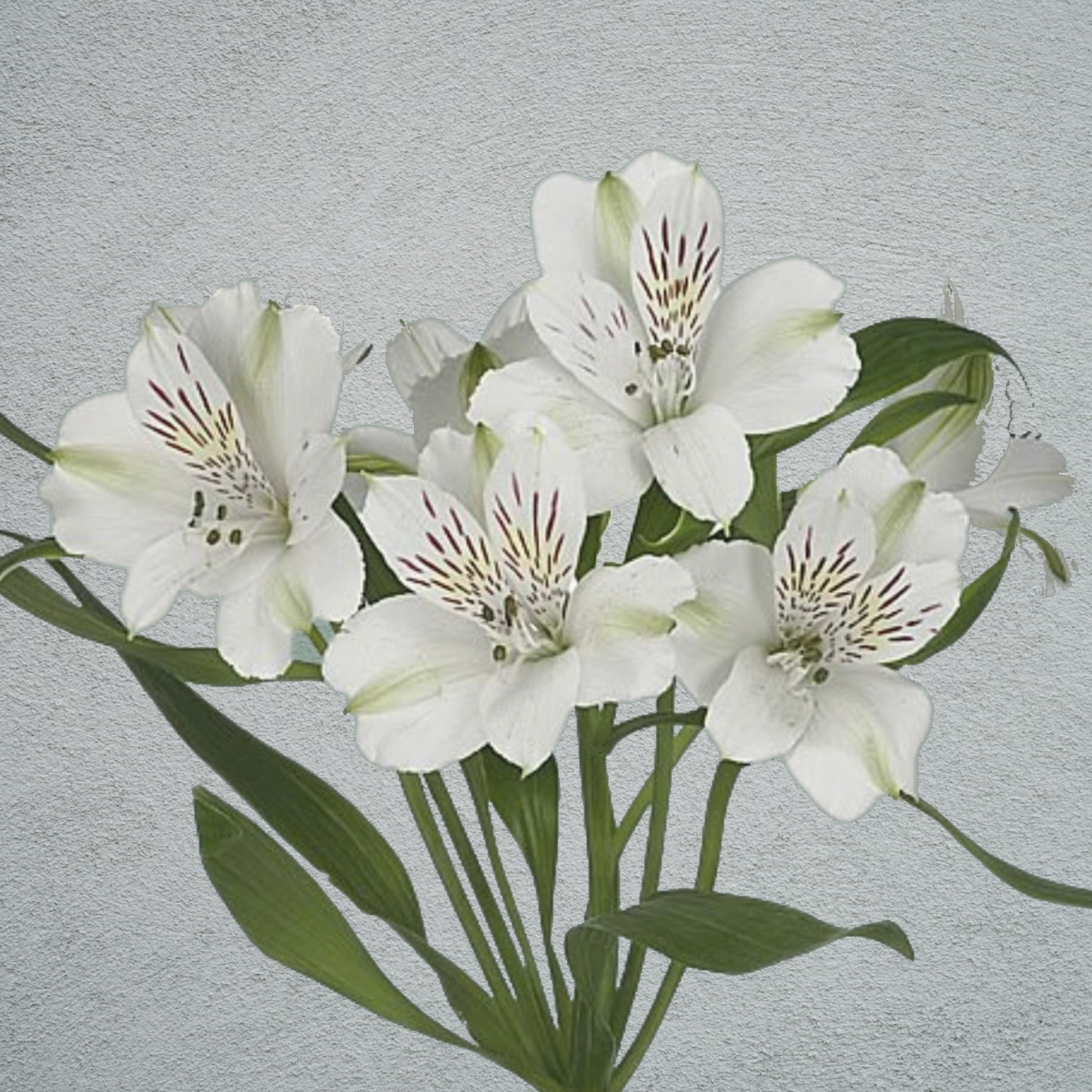 Alstroemeria White (10 Stems) (60-70cm)