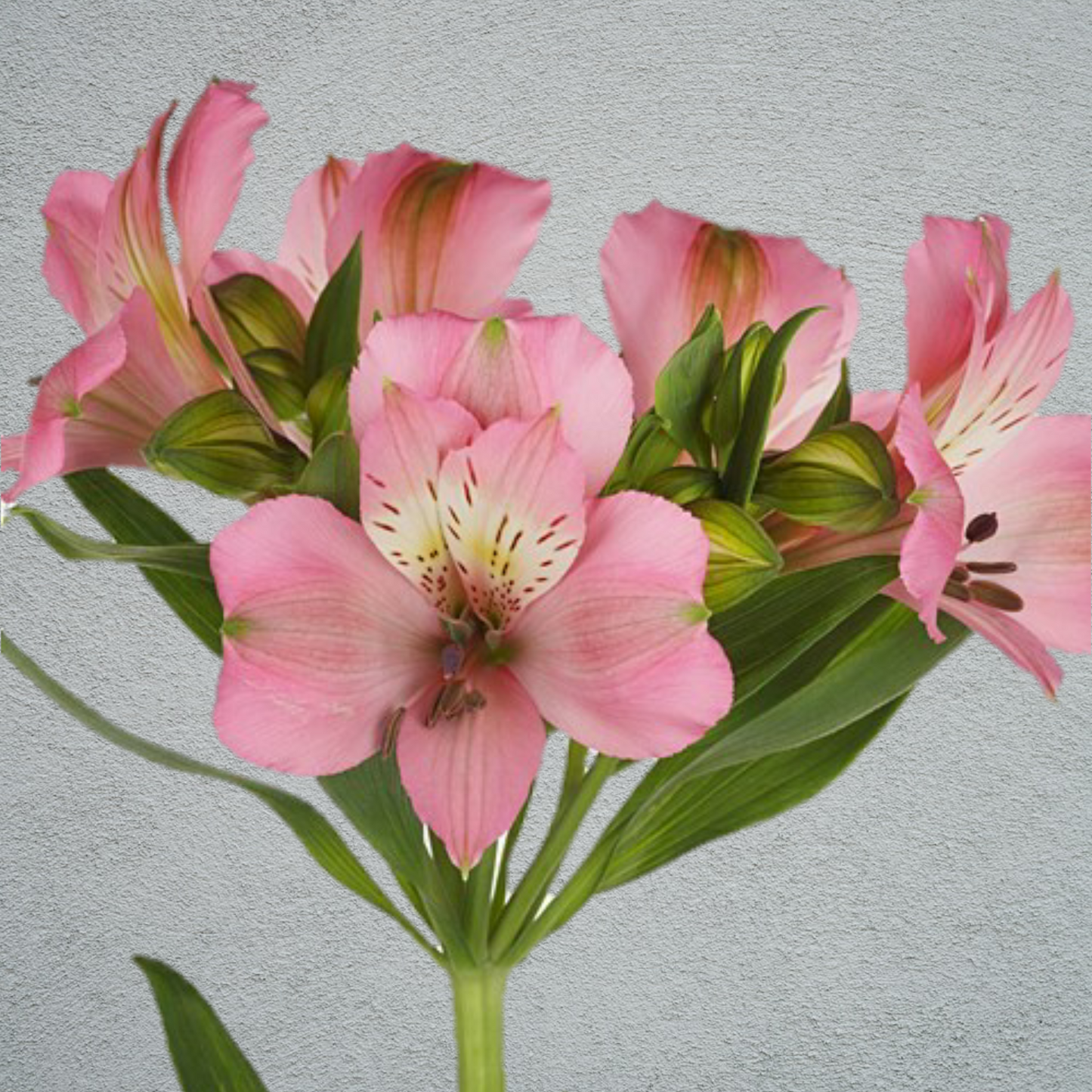 Alstroemeria Pink (10 Stems) (60-70cm)