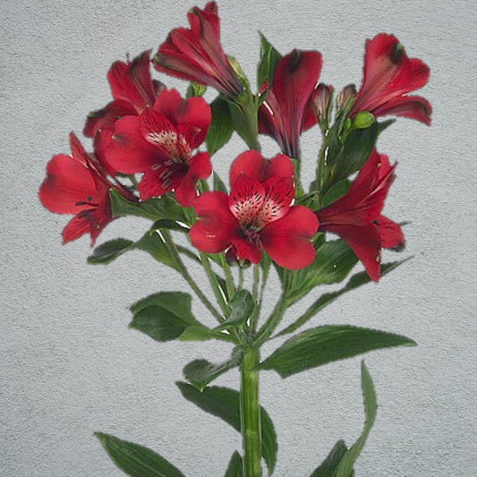 Alstroemeria Red (10 Stems) (60-70cm)
