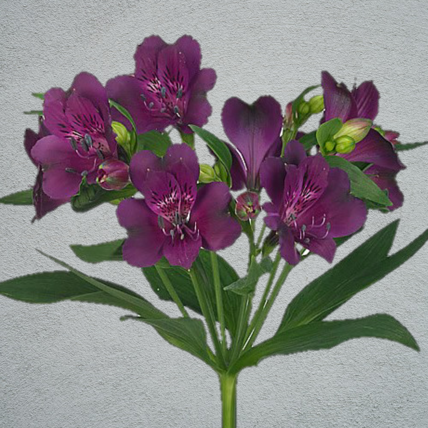 Alstroemeria Purple (10 Stems) (60-70cm)