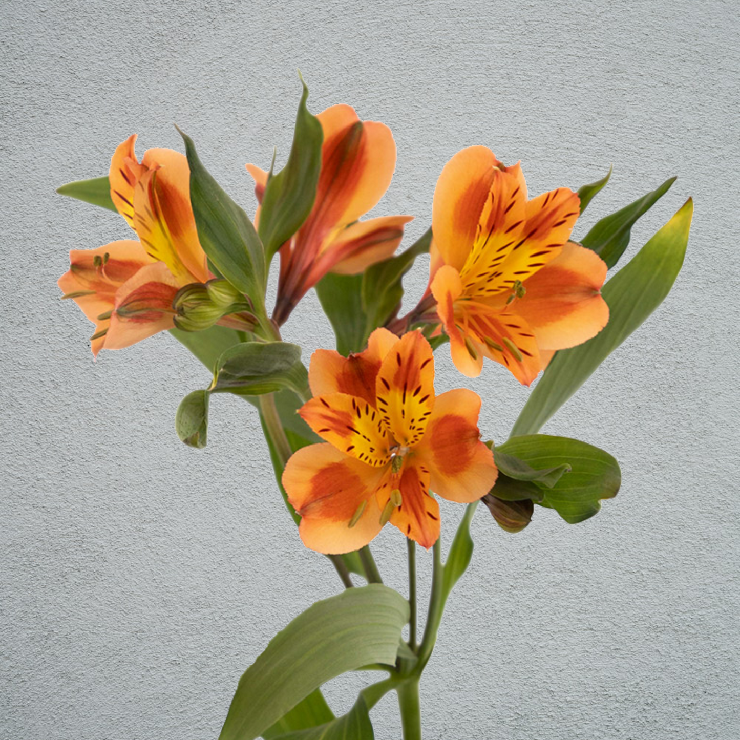 Alstroemeria Orange (10 Stems) (60-70cm)