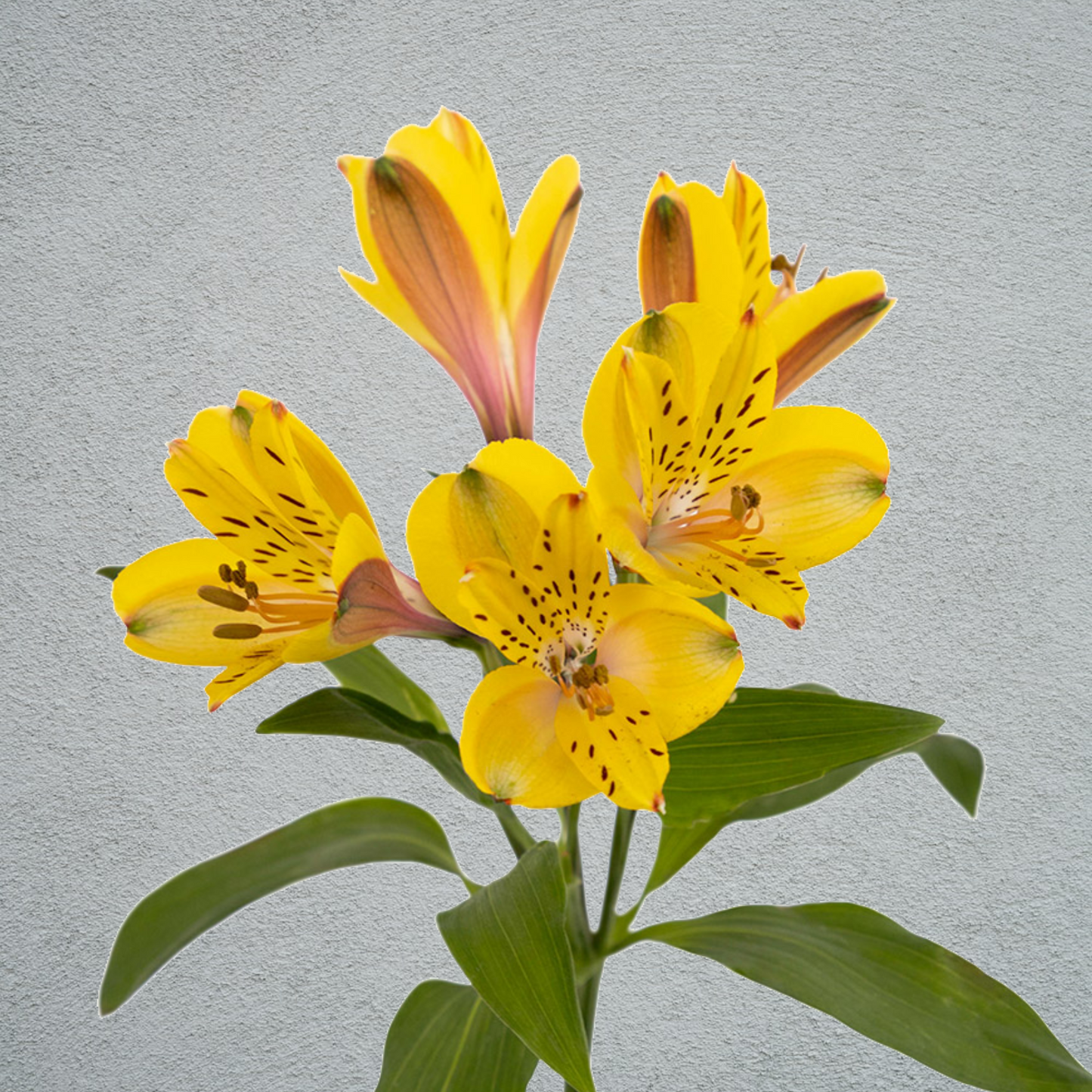 Alstroemeria Yellow (10 Stems) (60-70cm)