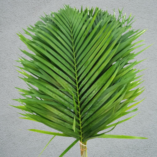Palm Leaf Bunch (×10 Stems) (60-70cm)