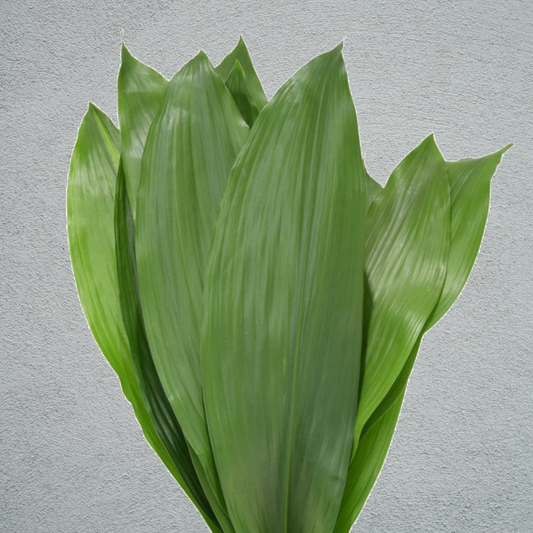 Aspidistra Leaf Bunch (×10 Stems) (60-80cm)