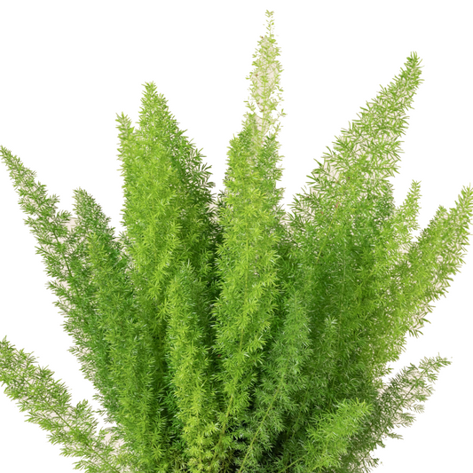 Asparagus Myers Fern (×5 Stems) (40-50cm)