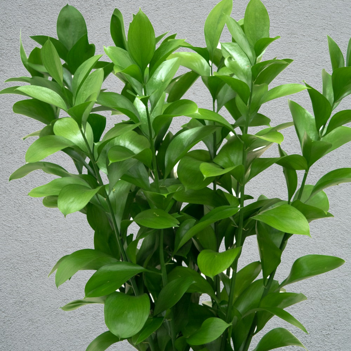 Ruscus Types Ruscus Hard (60cm) (×10 Stems) – NS Flowers Webshop