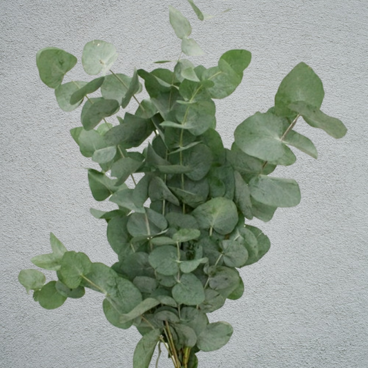 Eucalyptus Cinerea Bunch (300g) (8-12 Stems) (60-70cm)
