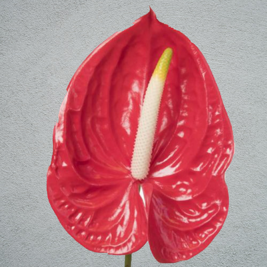 Anthurium Tropical Red (8 Stems)