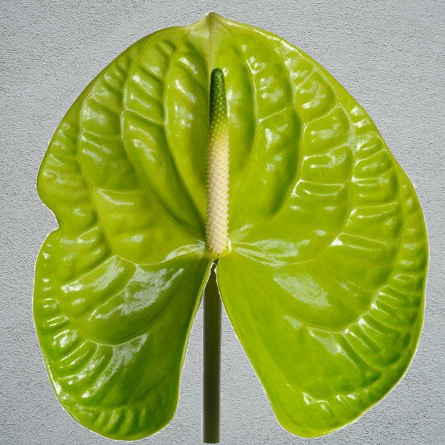 anthurium grand slam Anthurium Grand Slam Green (4 Stems) – NS Flowers Webshop