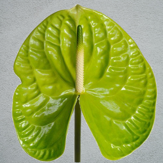 Anthurium Grand Slam Green (4 Stems)