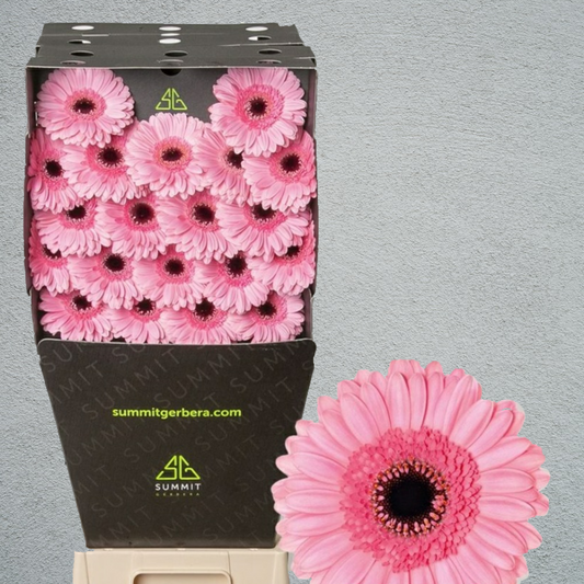 Germini Pink (20 Stems) (50cm)