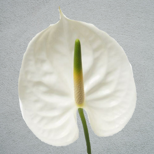 Anthurium Whisper White (8 Stems)